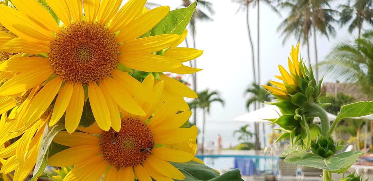 Sun & Sands Beach Hotel Mũi Né Extérieur photo